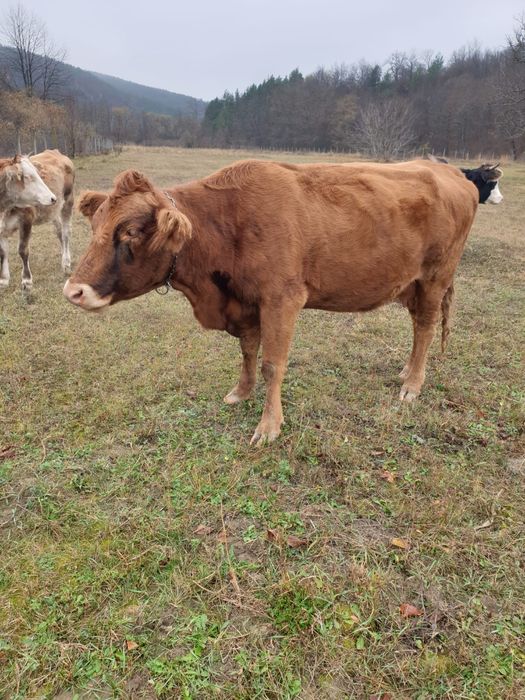 Vaca Angus, vaca la a 3a fătare și Taur