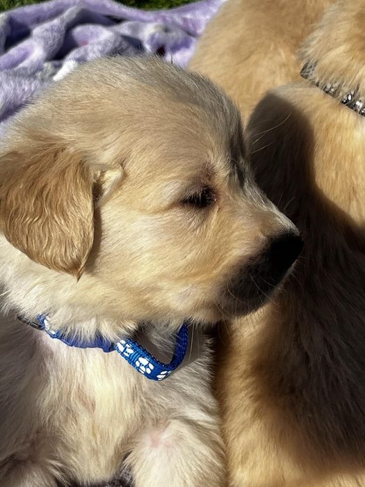 Чистокръвни голдън ретривър бебета,супер подарък за Коледа ,рожден ден