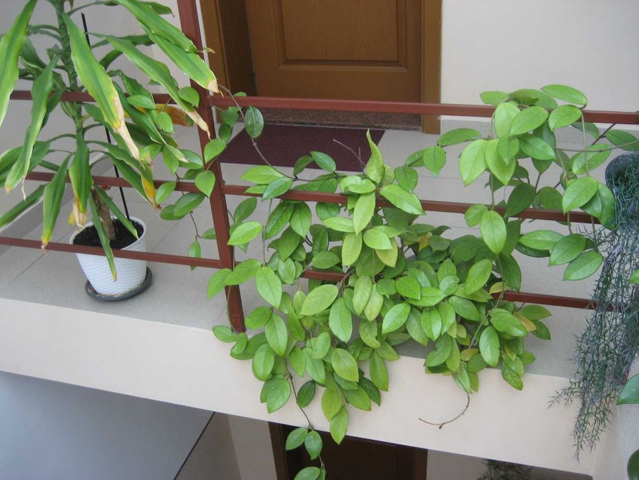 Canon PowerShot SD600