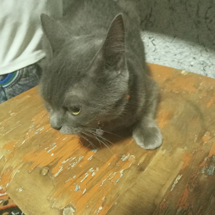 Продаю кошку пародистую