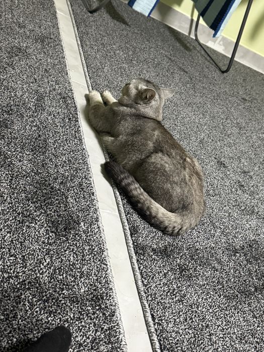 Scottish fold mushuk