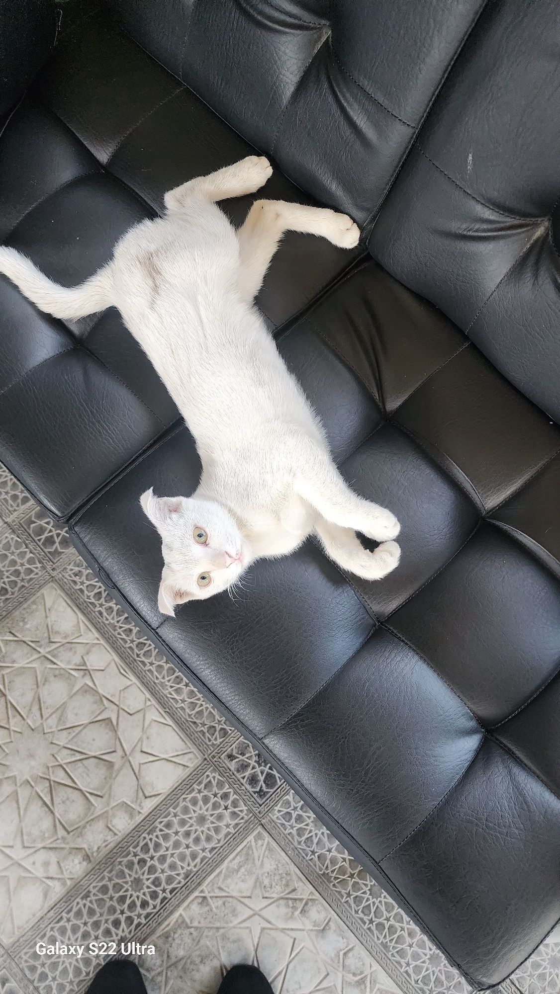 Отдаю в хорошие руки вислоухого котенка