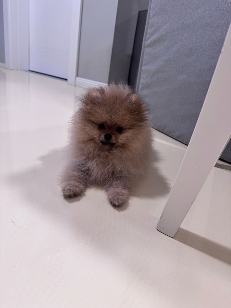 Mascul Pomeranian, pedigree FCI