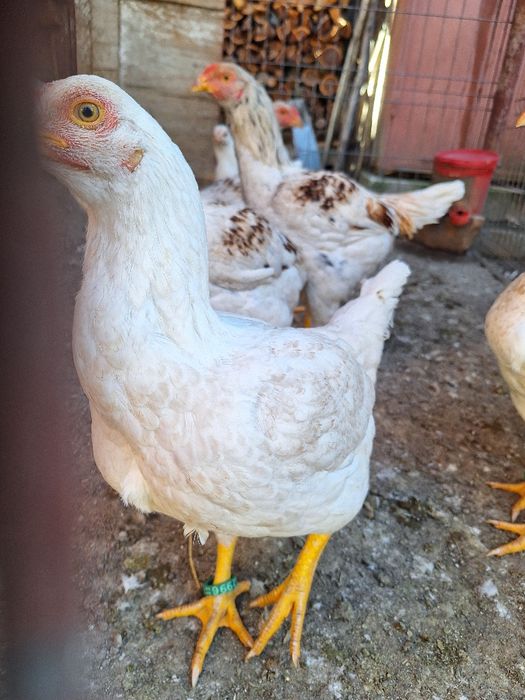 Combatant indian urias