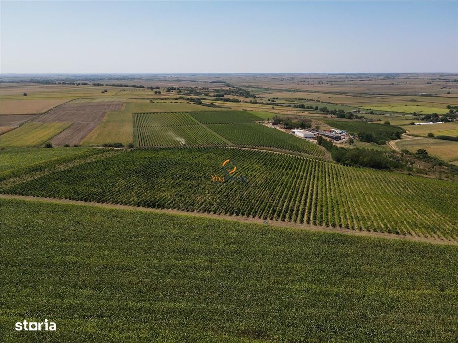 Afacere Investitie Vie 4 Hectare 40 km de Oradea