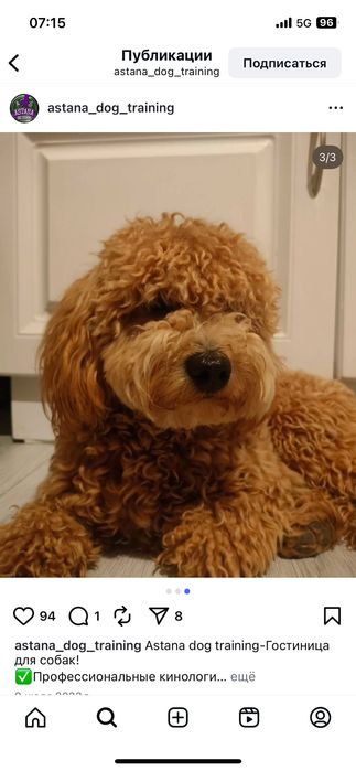 Передержка собак