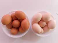 Куриные яйца домашние с доставкой