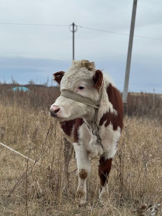 Бұқа сатамын продаю быка
