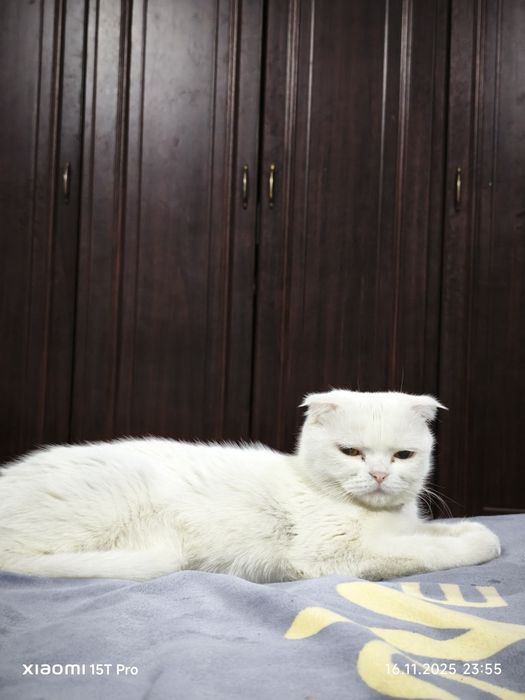 Shatlandkiy Skotish fold