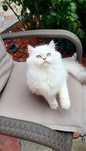 British longhair pedigree fetita alba cu ochii albastri