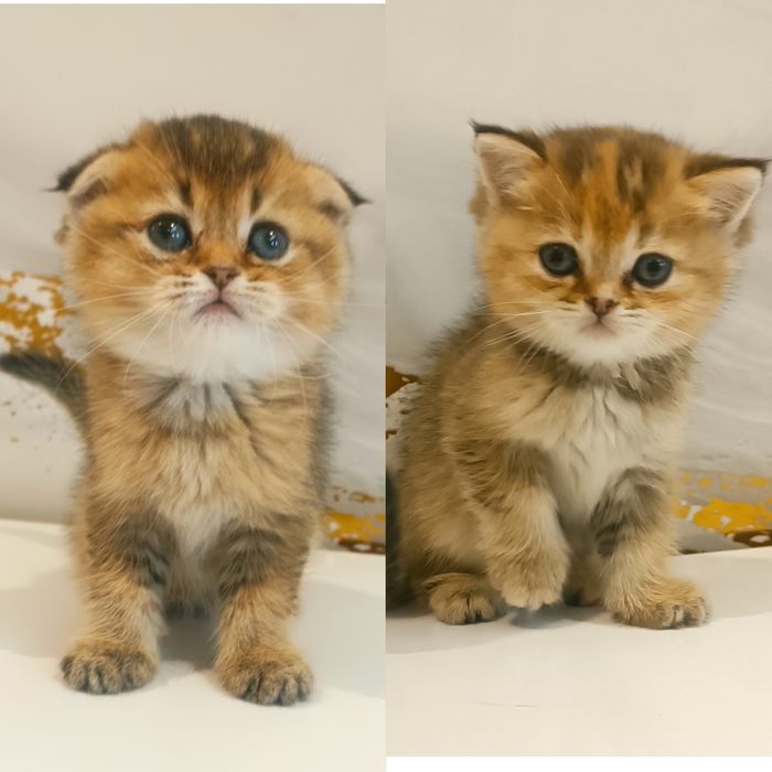 Золотая шиншилла котята