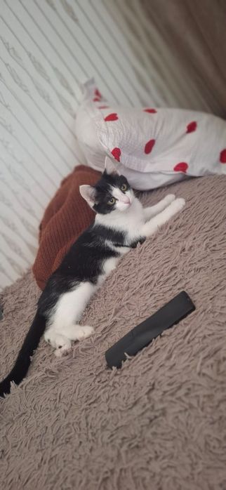 Отдам котенка мальчик,умный лоток на отлично