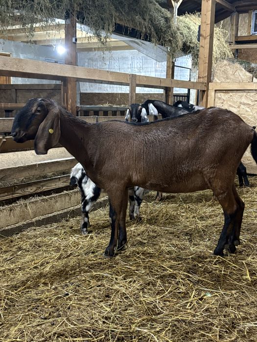 Capre AngloNubiene cu certificat de origine