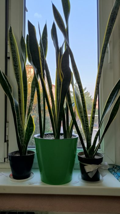 Цветы, Пальмы, папоротник.алой.