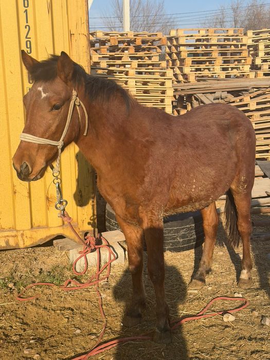 Тай сатылады 1,5 жасар