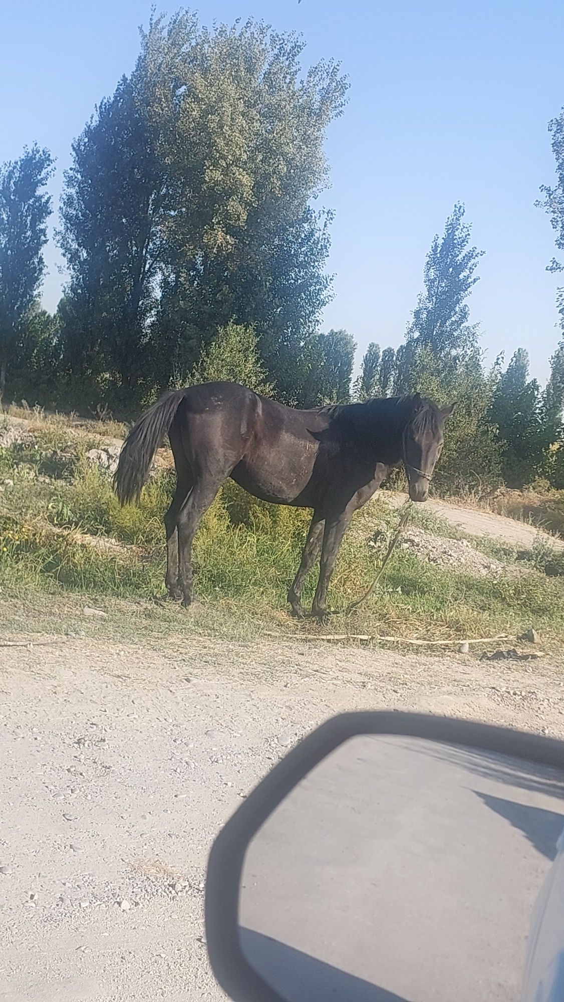 Ot uloqchi toy bor qorabayr