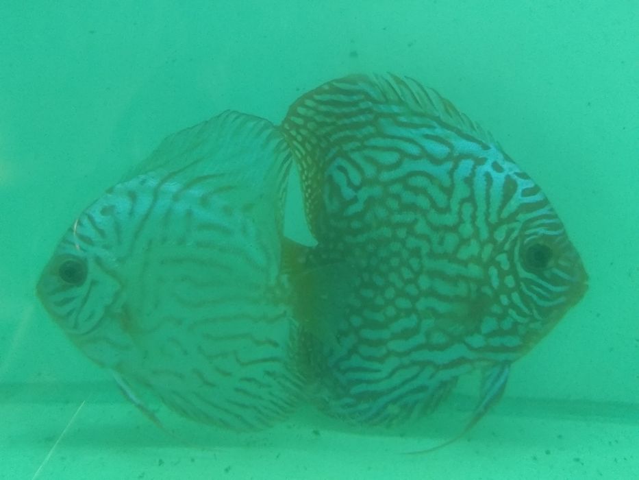 Vand Pereche Discus Blue Turquaz