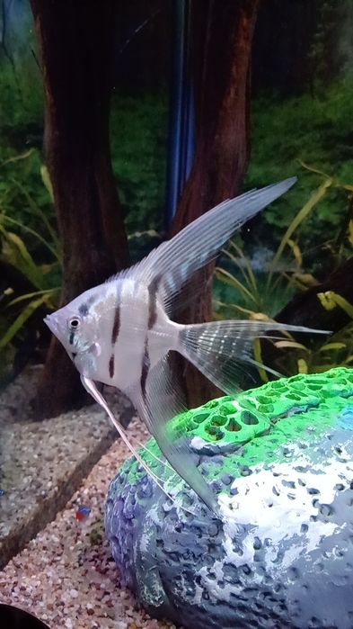 Akvarium podstavkasi bilan sampli 200litr