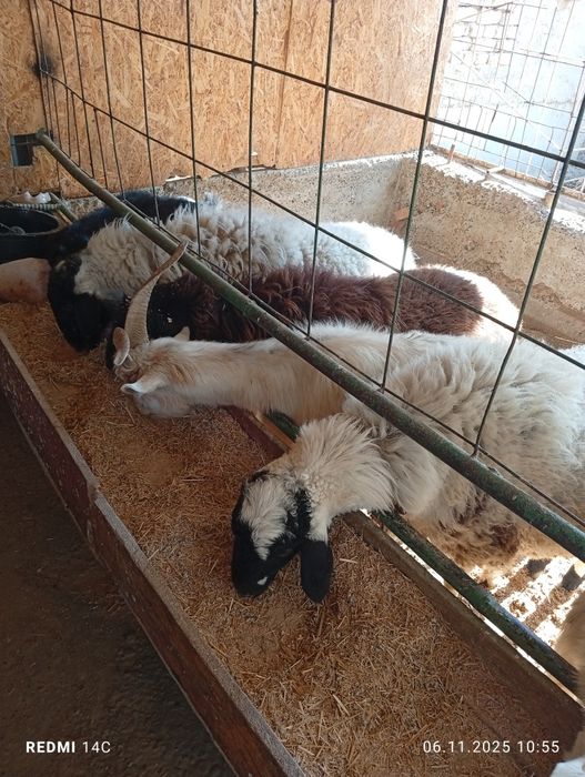 Бугоз экиззой куйлар тезда сотилади шошилинг йеб ичиши кайфияти ало!