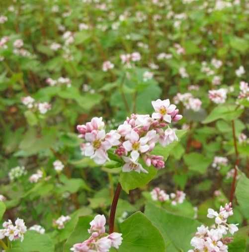 Seminte plante melifere: facelia, trifoi, sulfina