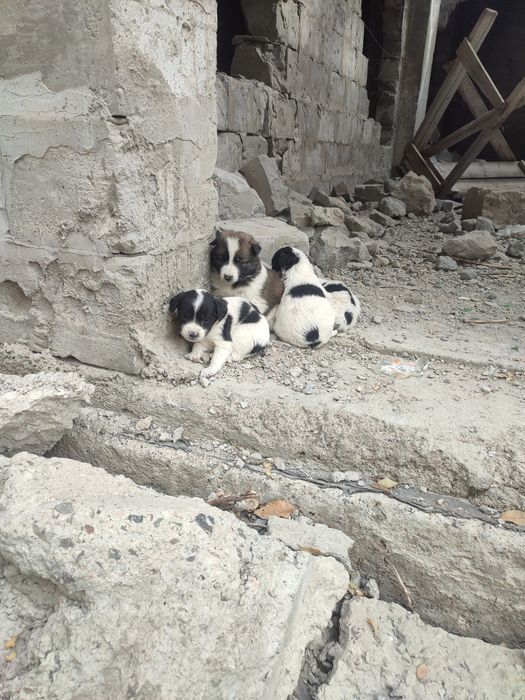 Отдам щенят в хорошие руки