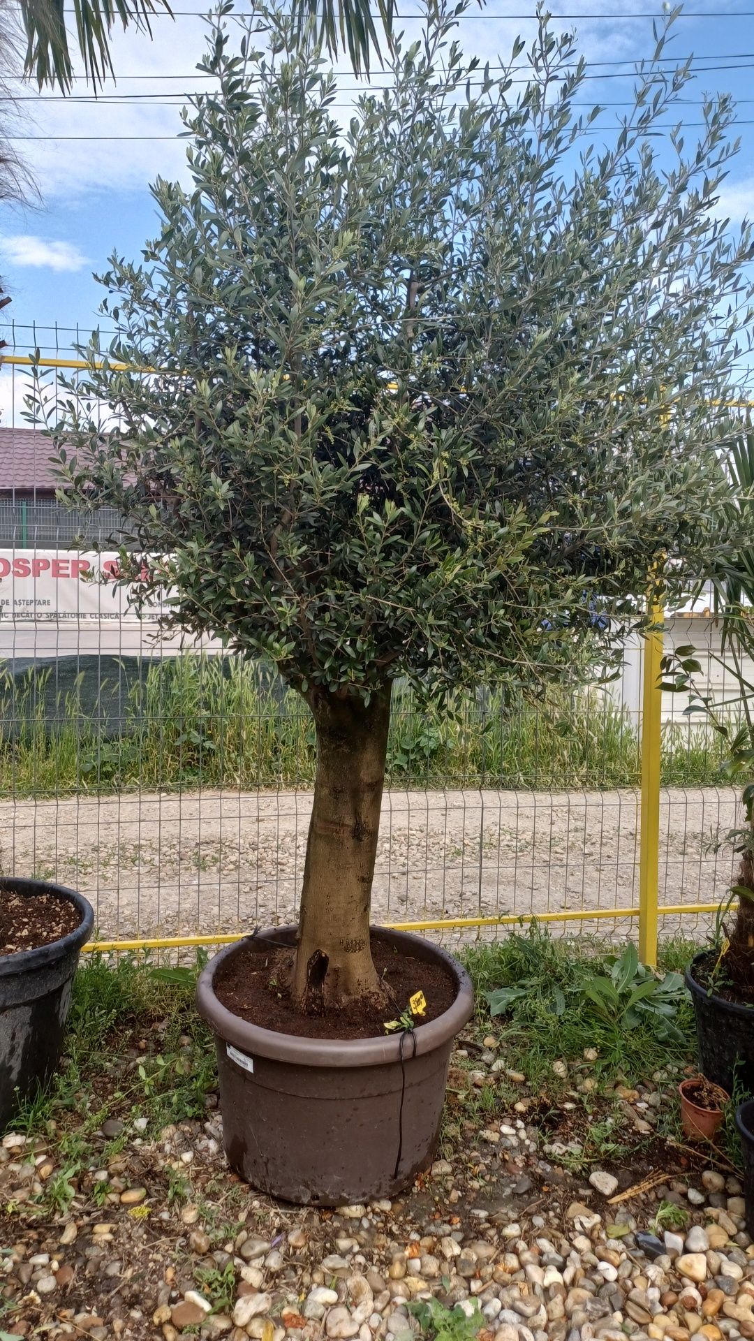 Vind plante ornamentale la preț de producator pentru detalii