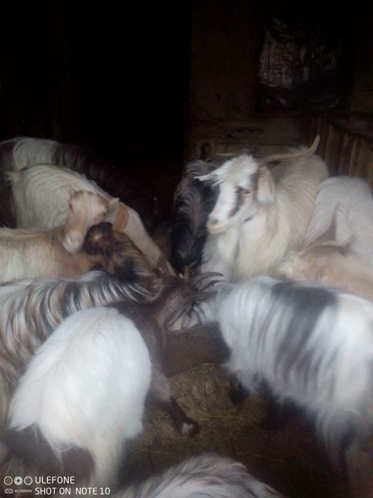 Capre și iezi de vanzare