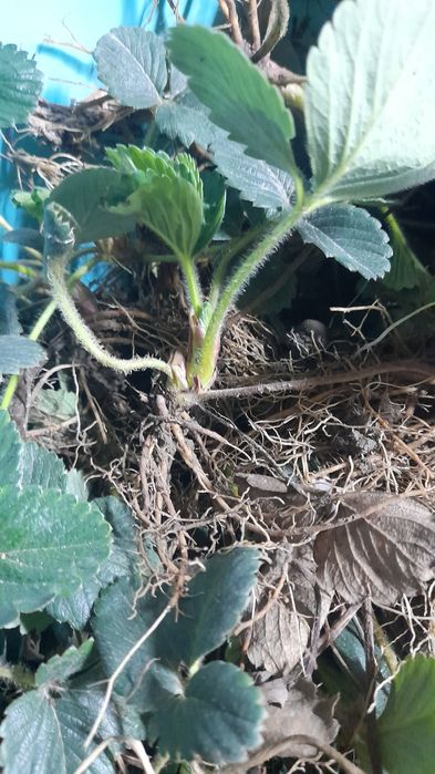 Клубника плодоносит все лето,саженцы с огорода