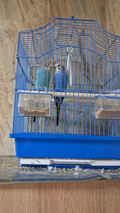 Vând peruși (papagali)femela și mascul