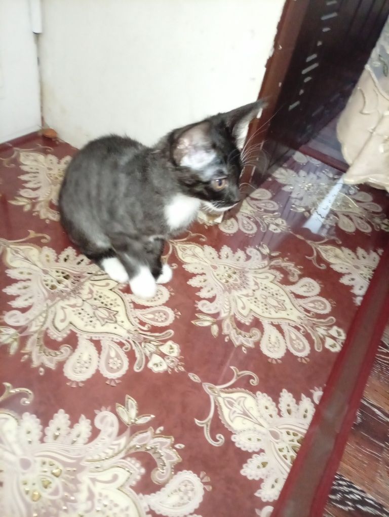 Bengal mushugi faqat yaxshi qo'llarga beriladi