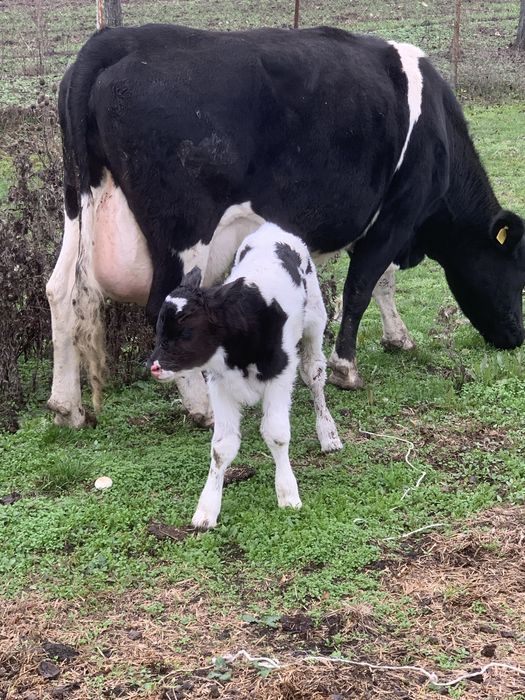 vand vitel baltata romaneasca cu negru