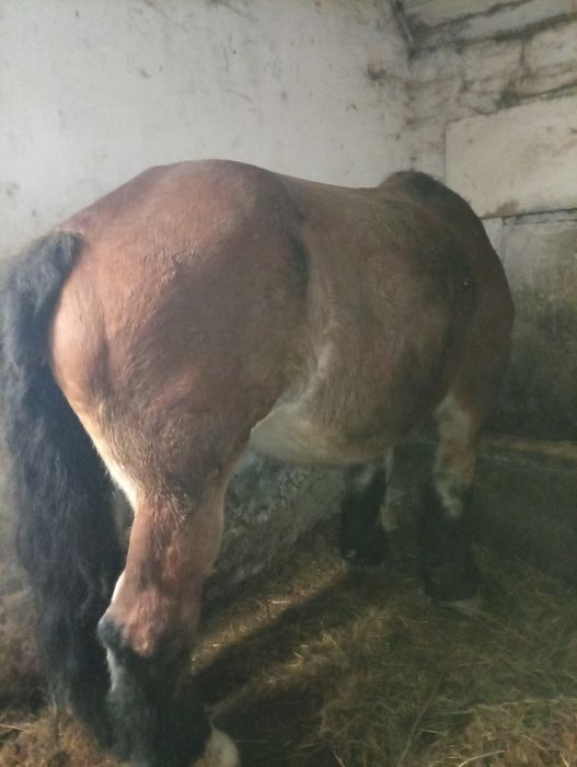 De vânzare iapă cu mînz