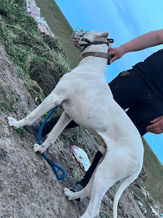 Vand mascul dog argentinian