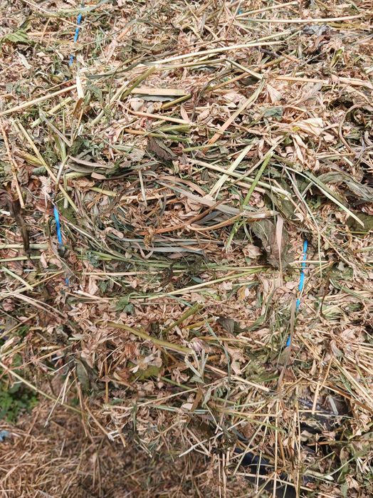 Baloti lucernă coasa 3