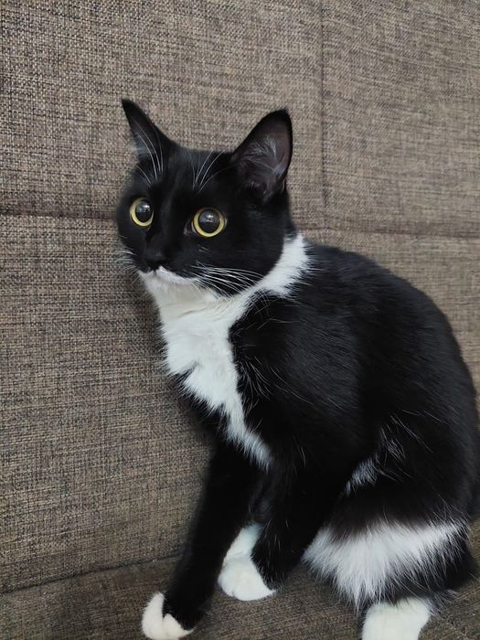 Кошечка молодая кошка