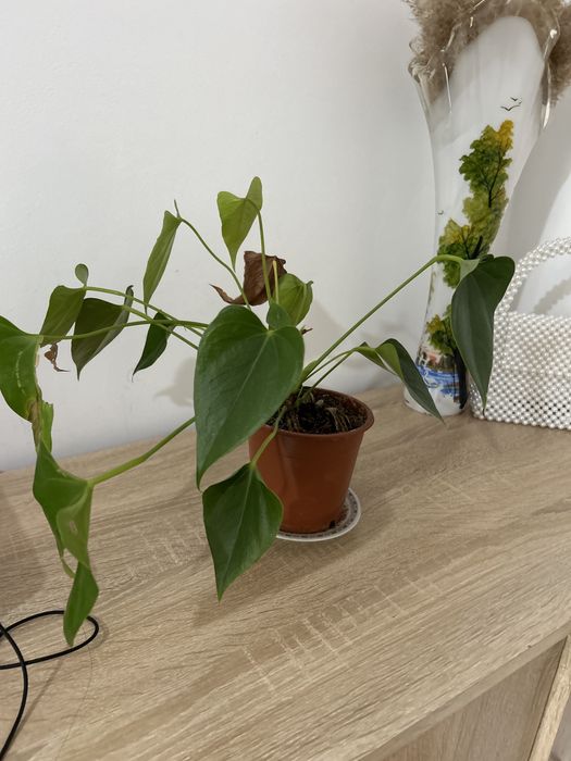 Антериум Андре