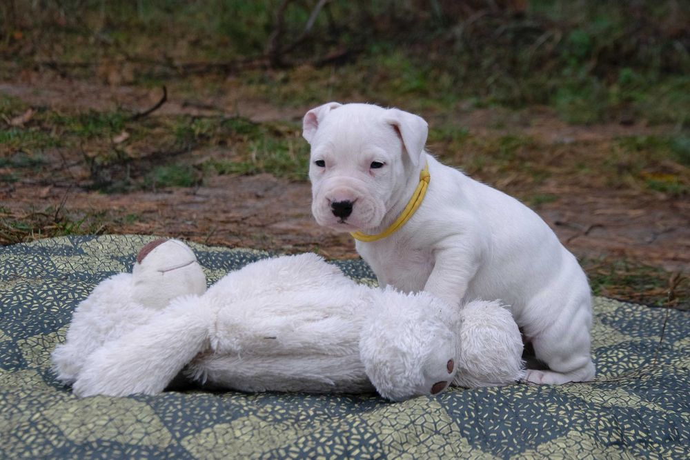 Dog Argentinian 5 saptamani