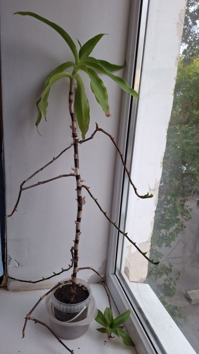 Золотой ус продам