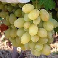 Vita de vie nobila alba de masa