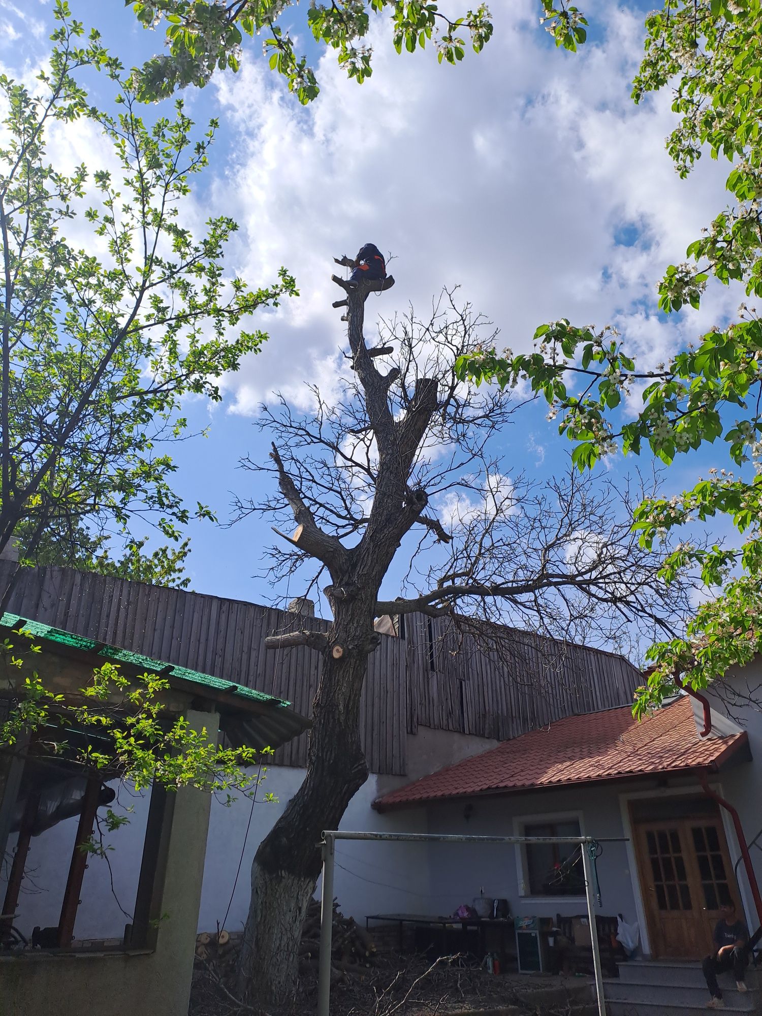 Tăiere Copaci Foarte Periculoși la cel mai bun Preț.