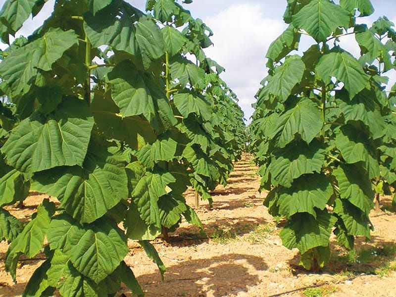 *Павловния Ағаш көшеті сатылады.Суыққа төзімді болады.Көлеңке тез бере