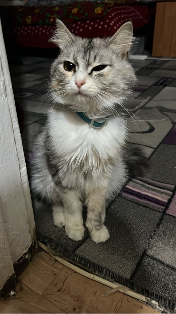 Отдам даром кошку с котенком