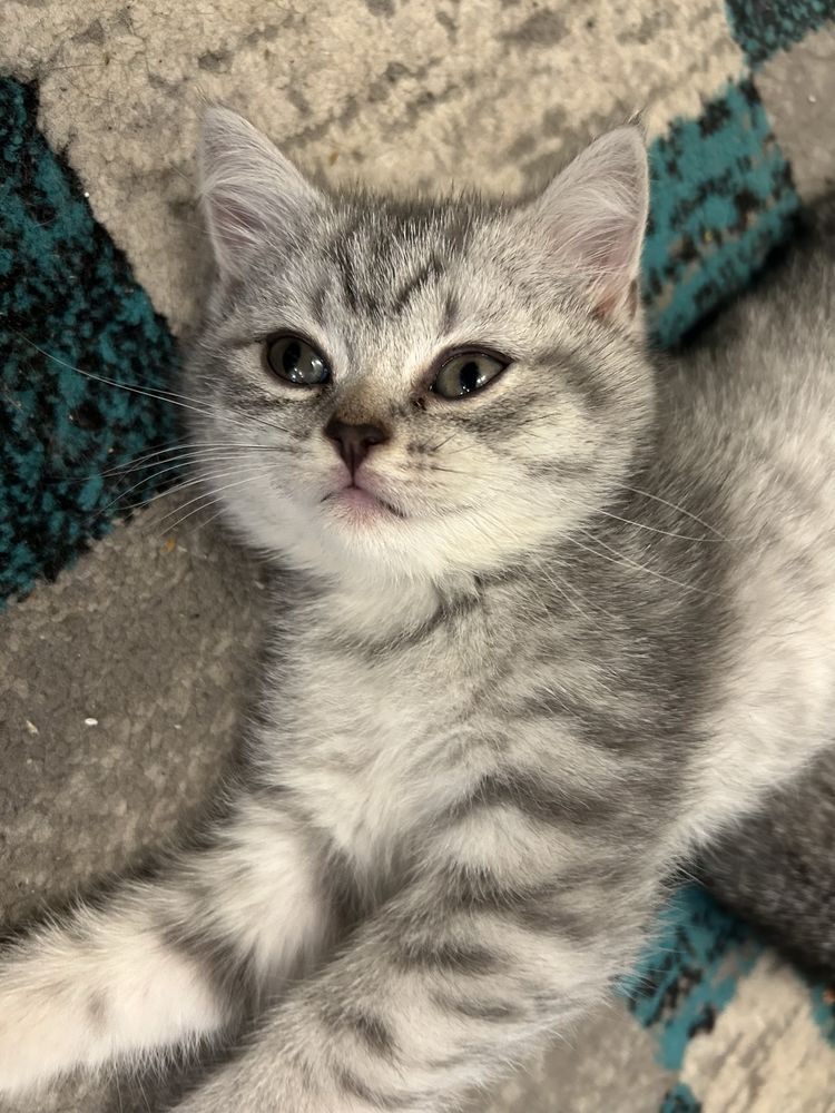 British shorthair taby
