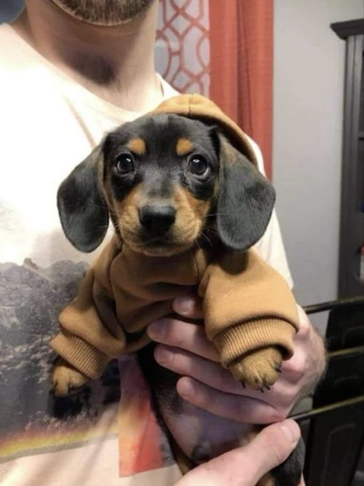 Teckel pitic 1300 lei