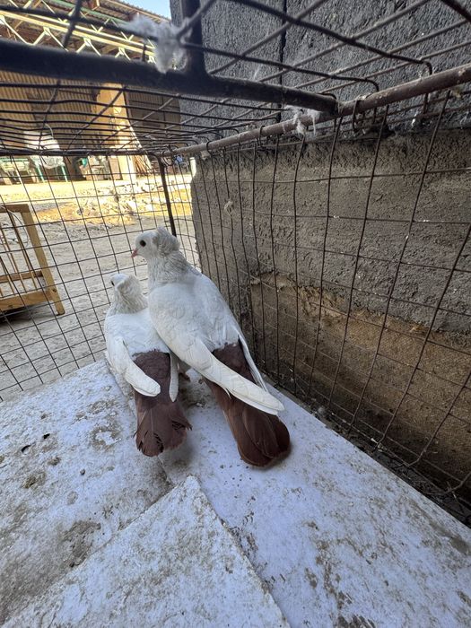 Голуби бакинцы чернохвостые краснохвостые