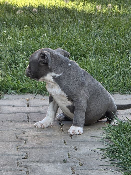 American Staffordshire Terrier