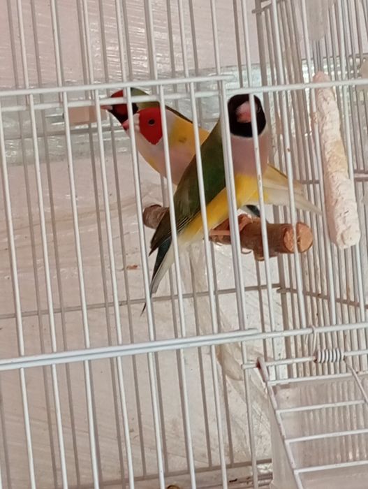 Papagali Gold Amandine o fata