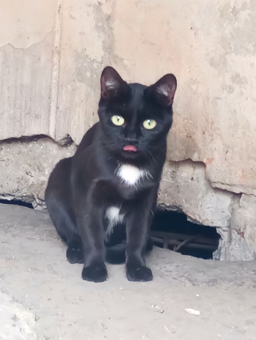 Срочно отдам котёнка-крысоловку в добрые руки