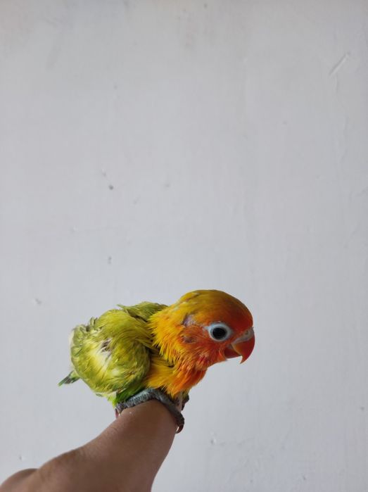 Ruchnoy popugay sotiladi nerazluchka nerazluchnik