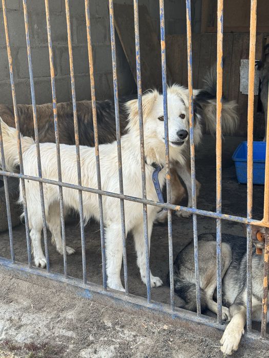 Снежка ищет дом!